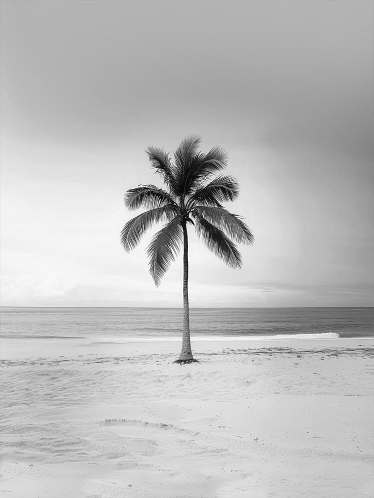 Coqueiro Solitário PB