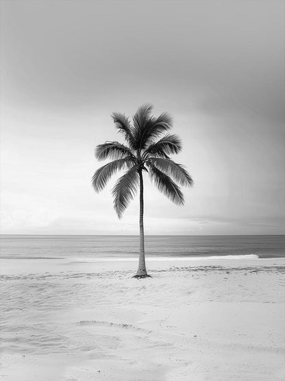 Coqueiro Solitário PB