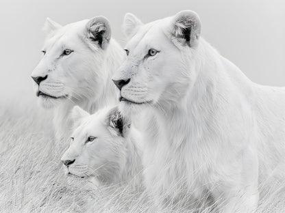 Quadro Decorativo Família de Leões Brancos